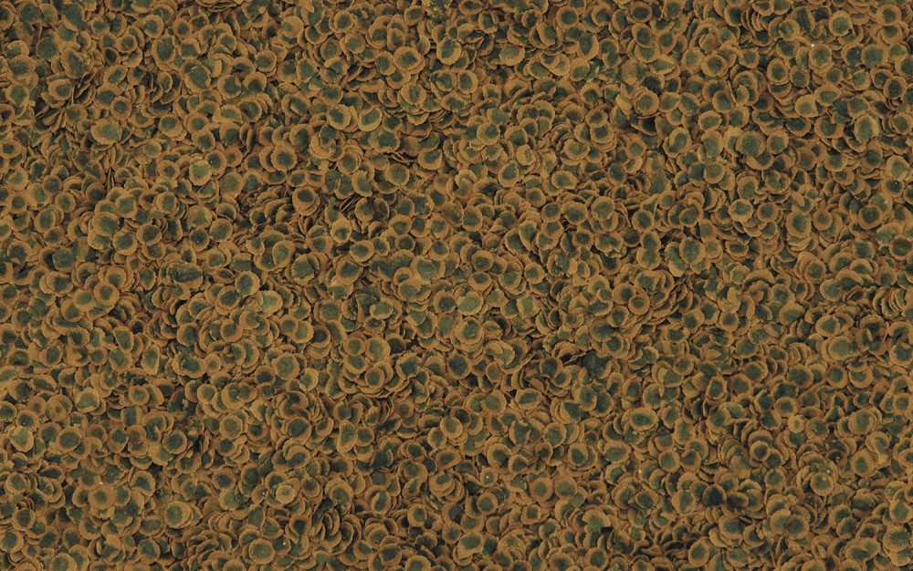 Tetra TetraPro Algae Multi-Crisps корм для всех видов рыб в чипсах, 12 г